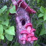 Bird Houses by Terry Bishop