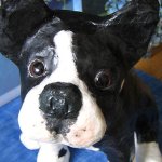 Boston Terrier by Pat Little