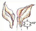 Shaping the neck