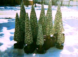 "Christmas Trees" by Terry Bishop