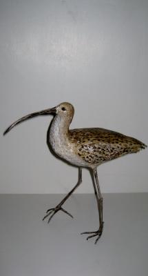 "curlew" by Juanita Humphris