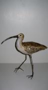 curlew by Juanita Humphris