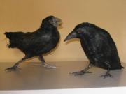 crows by Juanita Humphris