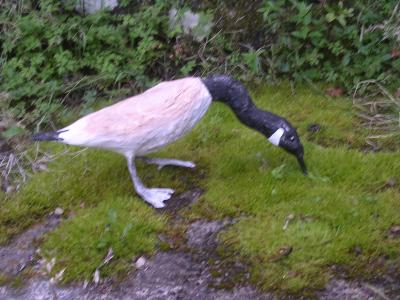 "Canada goose" by Juanita Humphris