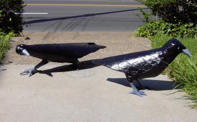 ""The walker and Hal the crow, out and about"" by Adam Maeroff