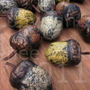 Rustic Acorns by Renee Parker