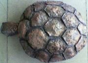 papier mache tortoise by Patanjali