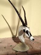 The Oryx by Sabrina David