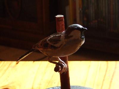 "House sparrow." by Graham Urch