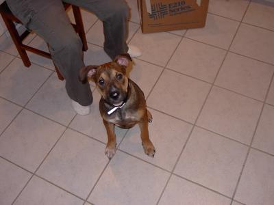 "My Puppy Maximus" by Erin Halbhuber