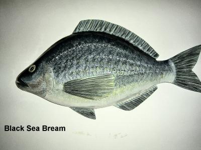 "Black sea bream" by Sue Baker