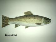 Brown trout by Sue Baker