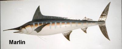 "Marlin" by Sue Baker