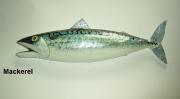 Mackerel by Sue Baker