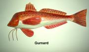 Gurnard by Sue Baker