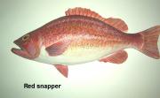 Red snapper by Sue Baker