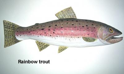 "Rainbow trout" by Sue Baker