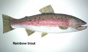 Rainbow trout by Sue Baker