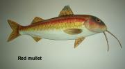 Red mullet by Sue Baker