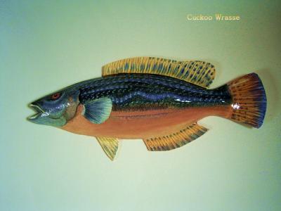 "Cuckoo Wrasse" by Sue Baker