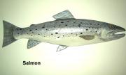 Salmon by Sue Baker