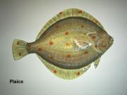 Plaice by Sue Baker