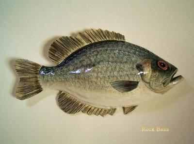 "Rock Bass" by Sue Baker