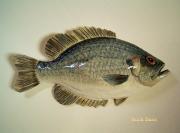 Rock Bass by Sue Baker