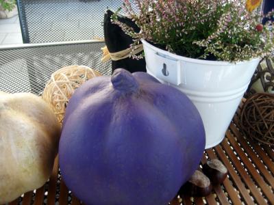"purple pumpkin" by Christina Detmers