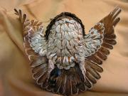 Little Horned Owl-belly by Scylla Earls