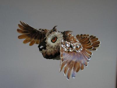 "Little Horned Owl-side view" by Scylla Earls