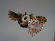 Little Horned Owl-side view by Scylla Earls