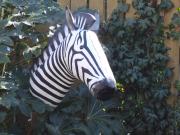 Zebra by Nicky Clacy