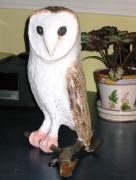 Owl by Karen Sloan