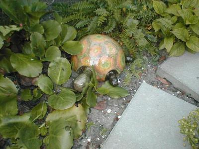 "turtle" by Ayala Levinger