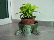 Tortoise Planter by Payal Pandey