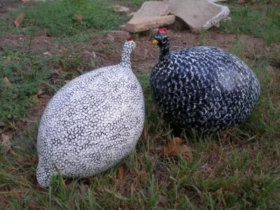 "Guinea Hens" by Joey Lopez