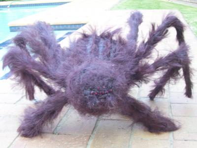 "Hairy Spider" by Loretta Nel