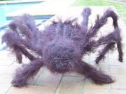 Hairy Spider by Loretta Nel