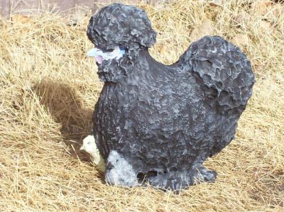 "Silkie hen and chicks" by Tania Kirstein