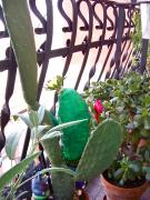 Real Cactus vs P.M Cactus by Sheryl Scharschmidt