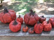 Pumpkins by Evelyn Nearhood