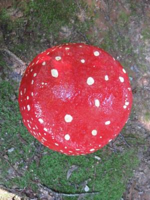 "Amanita table" by Evelyn Nearhood