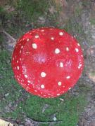 Amanita table by Evelyn Nearhood