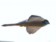 Bird - Lesser kestrel flying by Roberto Lascaro