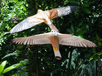 "Bird - Lesser kestrels flying" by Roberto Lascaro