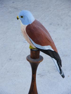 "Bird - Lesser Kestrel" by Roberto Lascaro