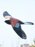 Bird - Lesser kestrel flying by Roberto Lascaro