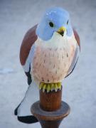 Bird - Lesser kestrel by Roberto Lascaro