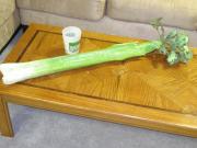 Giant Celery by Karen Stix